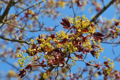 Acer platanoides 'Crimson King' - javor mléčný 'Crimson King' - květenství a listy (3)